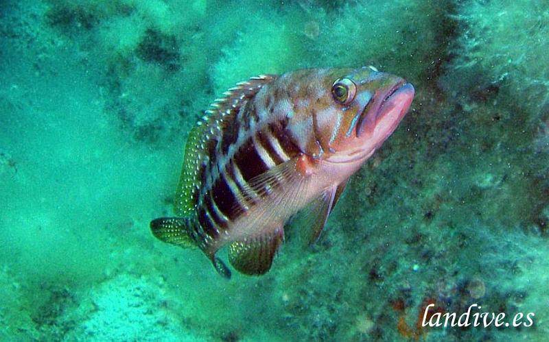 Cabrilla negra ( Serranus atricauda ).jpg